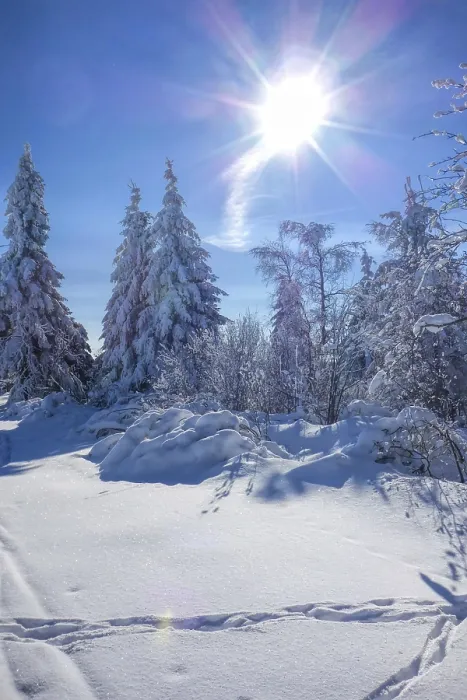 Framed Print : Winter forest with sun, forest in winter and sun 03
