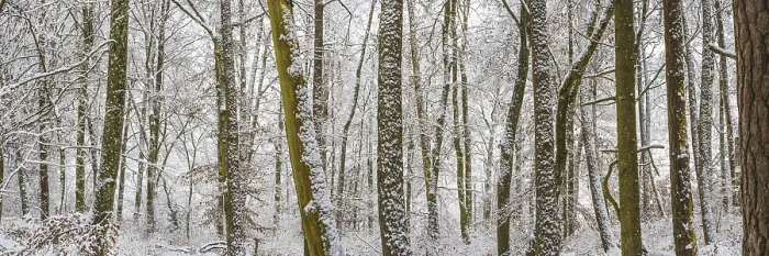 Framed Print : Winter forest, Swabian Alb, Baden-Wuerttemberg