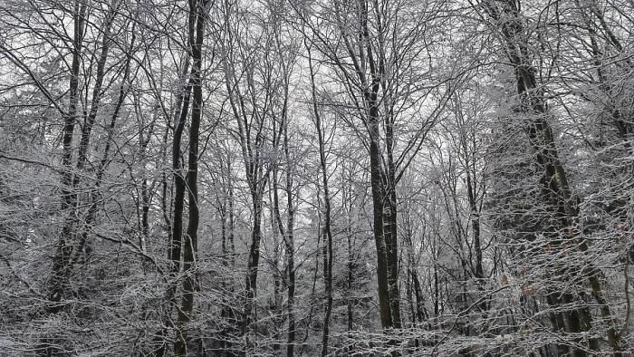 Framed Print : Winter forest with tall, snow-covered trees in a grey atmosphere