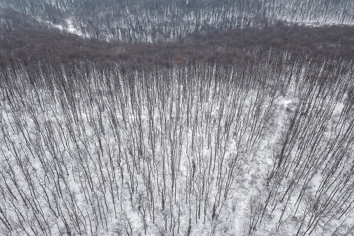 Framed Print : Winter forest Top view. Snowy winter forest aerial Framed Print : Winter forest Top view. Snowy winter forest aerial