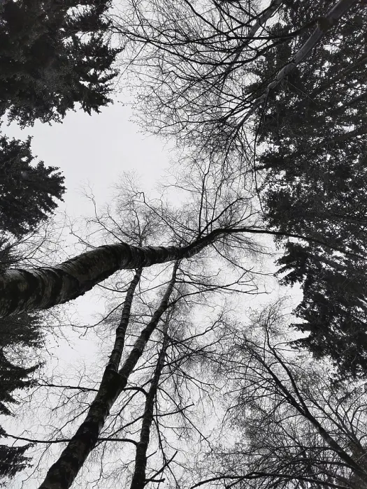 Framed Print : Winter forest viewed upwards with bare branches