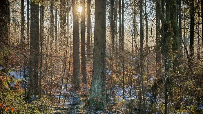 Framed Print : Winter forest with warm light falling on the ground through the trees