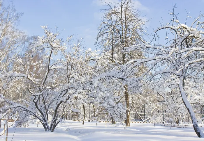 Framed Print : Winter in garden, trees in snow on blue sky in sunny day Moscow