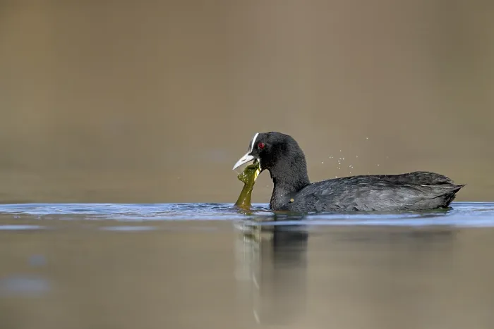 Framed Print : In winter, green algae are an important food source for the coot (Fulica atra)