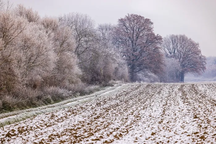 Framed Print : Winter impression on the edge of field with iced trees and colors in soft winter pastel colors Framed Print : Winter impression on the edge of field with iced trees and colors in soft winter pastel colors