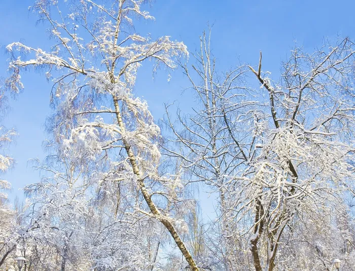 Framed Print : Winter landscape, big birch tree and other trees with branches covered by white snow on blue sky