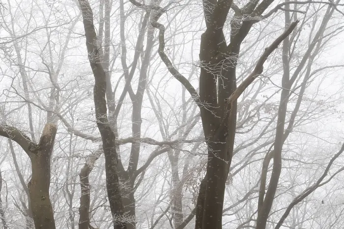 Framed Print : Winter landscape with foggy forest of bare trees