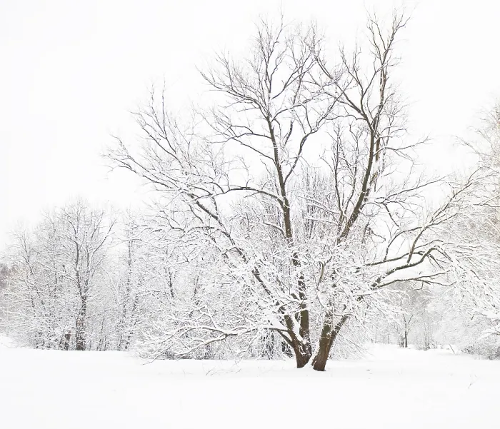Framed Print : Winter landscape, forest behind and big tree in front with branches covered with snow Framed Print : Winter landscape, forest behind and big tree in front with branches covered with snow