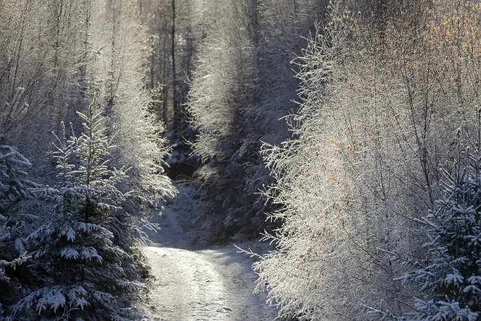 Framed Print : Winter landscape, forest path leads into the mixed forest covered with hoarfrost Framed Print : Winter landscape, forest path leads into the mixed forest covered with hoarfrost