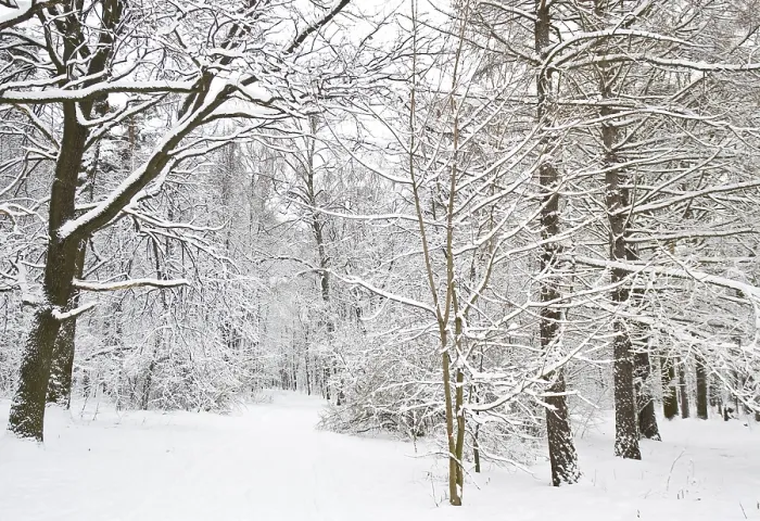 Framed Print : Winter landscape with forest in snow