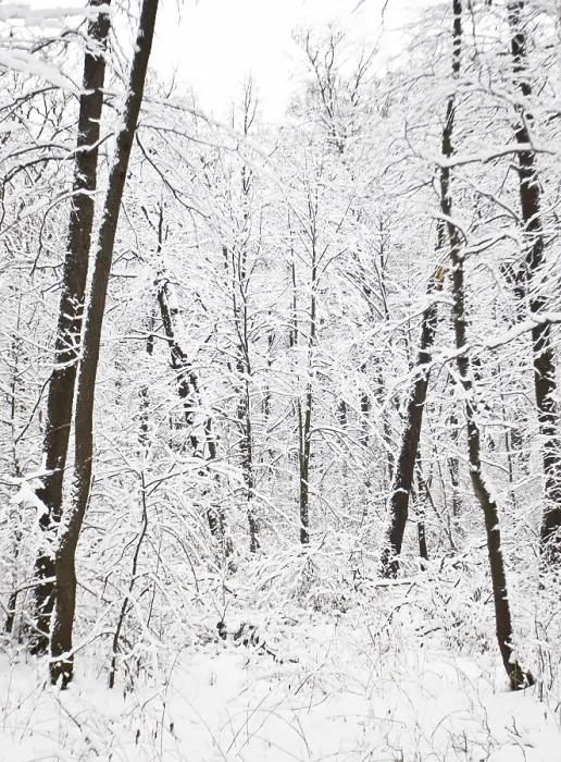 Framed Print : Winter landscape with forest in snow