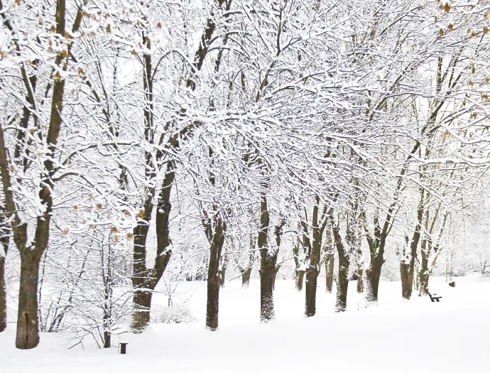 Framed Print : Winter landscape with forest in snow