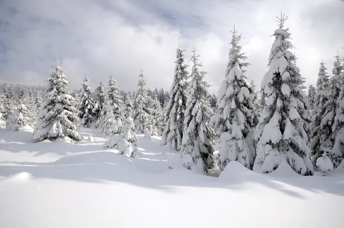 Framed Print : Winter landscape in Harz National Park