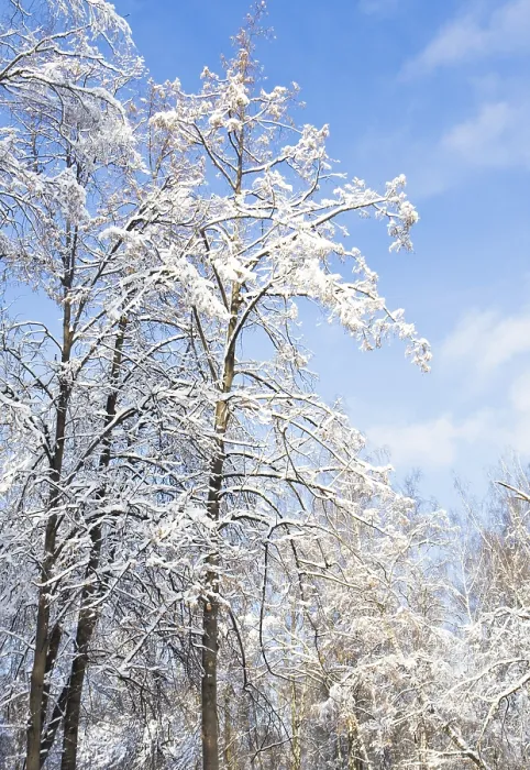 Framed Print : Winter landscape, high trees in snow on blue sky in sunny day in forest