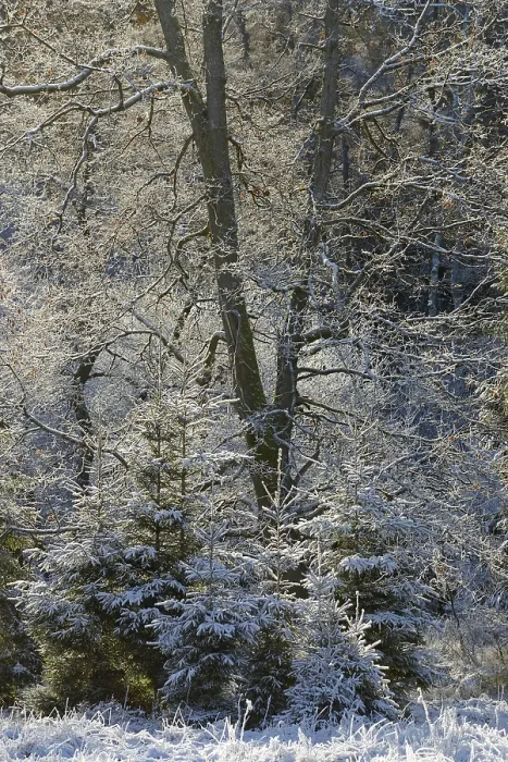 Framed Print : Winter landscape, hoarfrost on oak trees (Quercus) with autumn leaves Framed Print : Winter landscape, hoarfrost on oak trees (Quercus) with autumn leaves