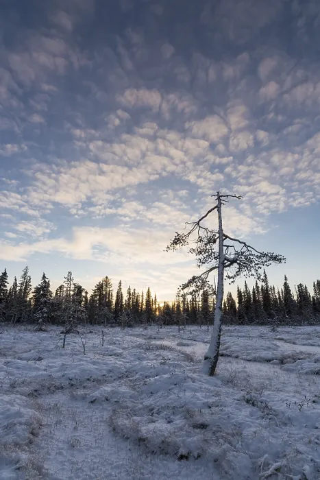 Framed Print : Winter landscape, Muddus National Park