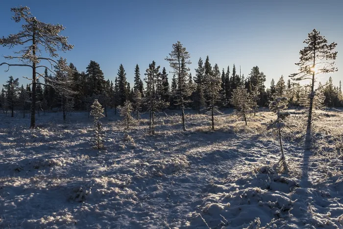 Framed Print : Winter landscape, Muddus National Park
