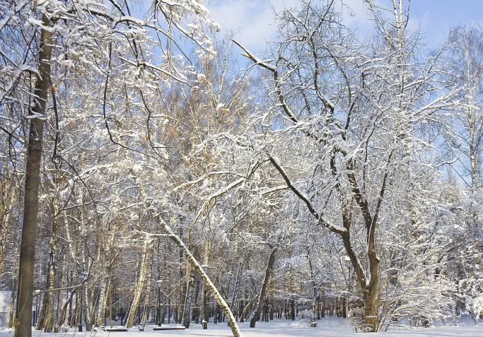 Framed Print : Winter landscape, park with big trees with branches in snow in sunny day with blue sky Framed Print : Winter landscape, park with big trees with branches in snow in sunny day with blue sky
