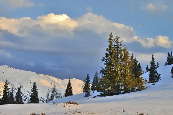 Framed Print : Winter landscape, snow-covered mountains with spruce trees