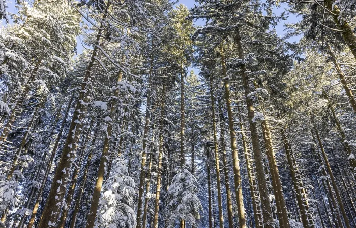Framed Print : Winter landscape, snow-covered spruce forest Framed Print : Winter landscape, snow-covered spruce forest