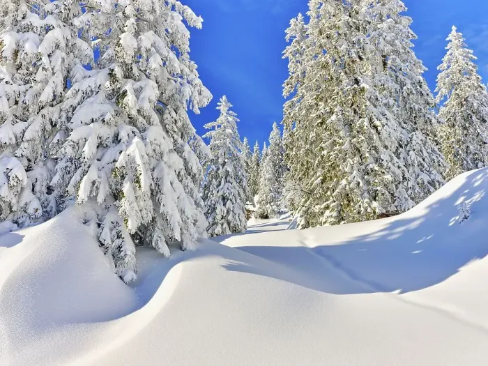 Framed Print : Winter Landscape, Snowy Forest