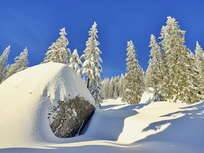 Framed Print : Winter Landscape, Snowy Forest