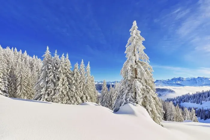 Framed Print : Winter Landscape, Snowy Forest