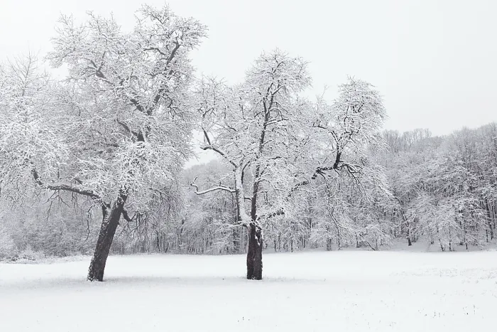 Framed Print : Winter landscape in snowy forest Framed Print : Winter landscape in snowy forest