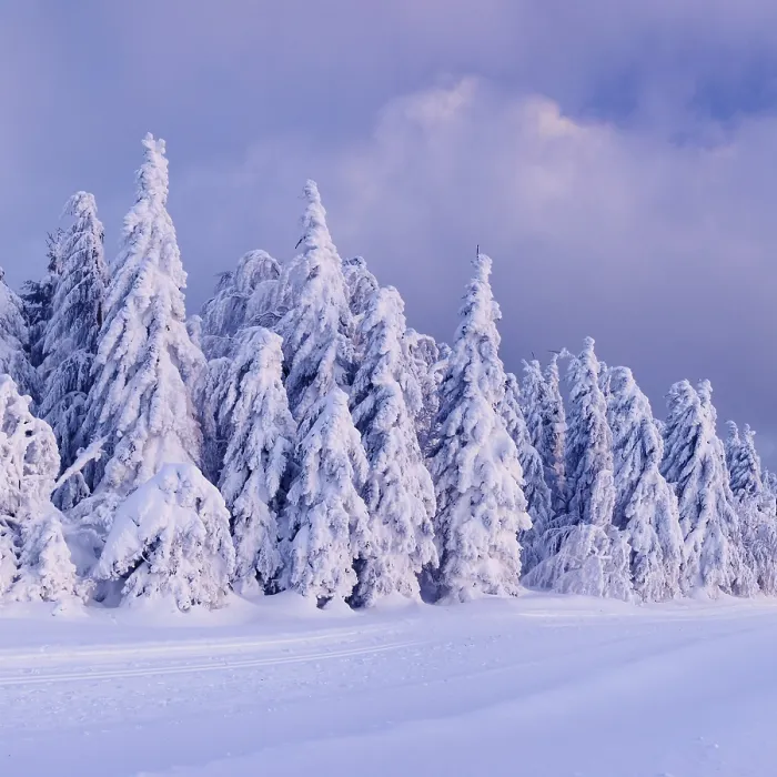 Framed Print : Winter landscape with snowy pine trees at sunset Framed Print : Winter landscape with snowy pine trees at sunset