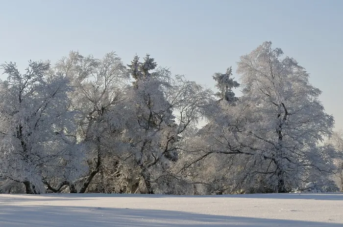 Framed Print : Winter landscape, snowy trees, Kahler Asten Framed Print : Winter landscape, snowy trees, Kahler Asten