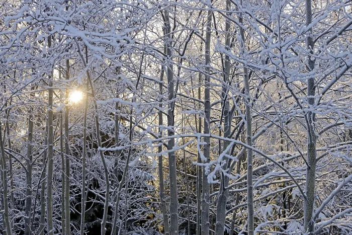 Framed Print : Winter landscape, trees covered with snow Framed Print : Winter landscape, trees covered with snow