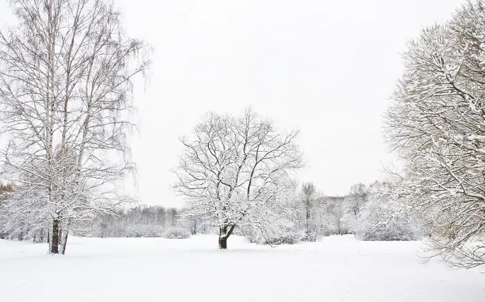 Framed Print : Winter landscape, two trees in snow big and small