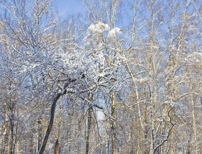 Framed Print : Winter landscape, trees in snow on blue sky