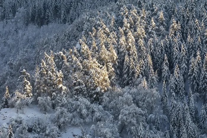 Framed Print : Winter mixed forest, snow, winter