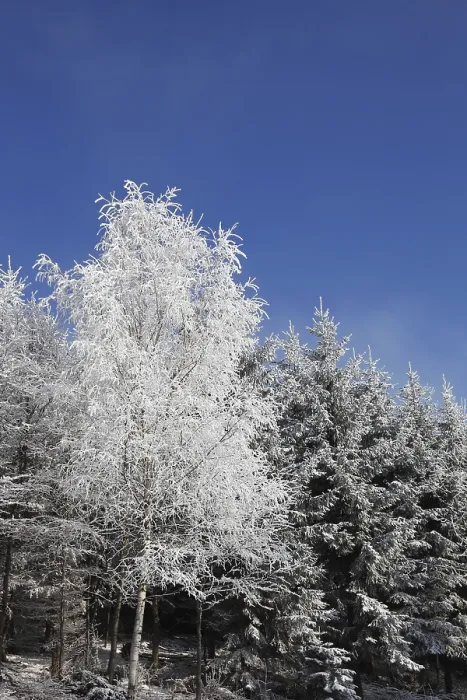 Framed Print : Winter morning in the forest. Snow-covered tree against the blue sky