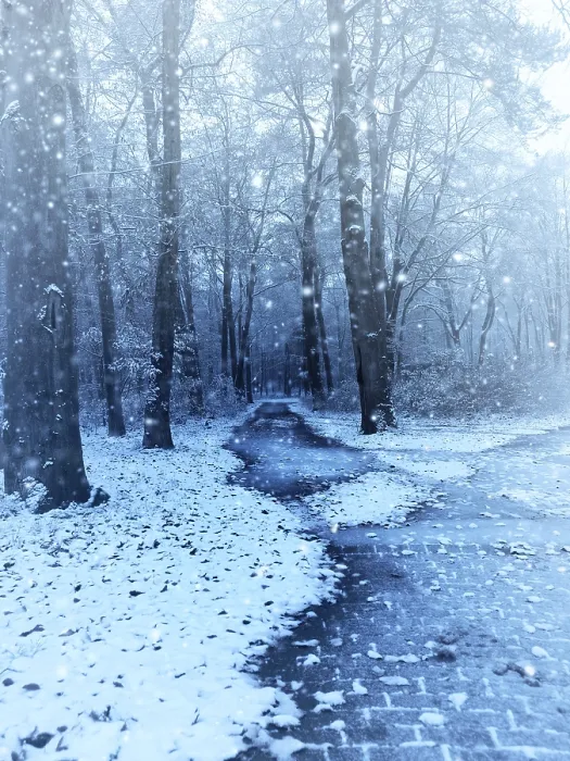 Framed Print : Winter scene with a small beech forest