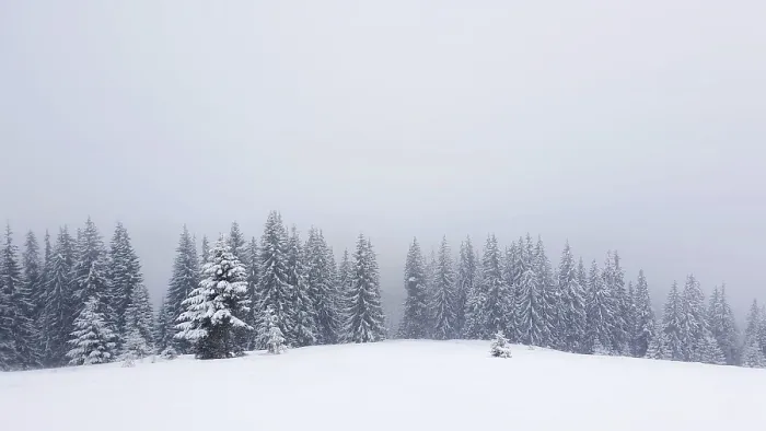 Framed Print : Winter snow falling scene alongside a fir forest Framed Print : Winter snow falling scene alongside a fir forest