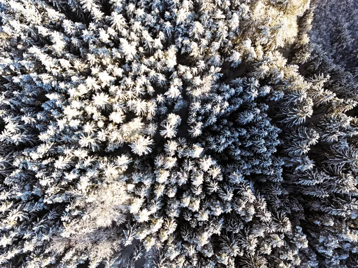 Framed Print : Winter, snow, forest, trees, drone