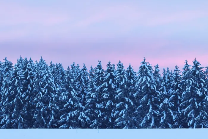 Framed Print : Winter spruce (Picea) (Pinaceae) forest