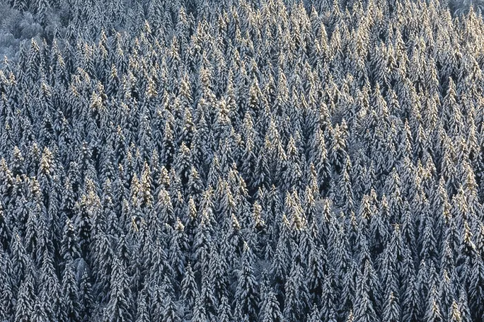 Framed Print : Winter spruce (Picea) (Pinaceae) forest