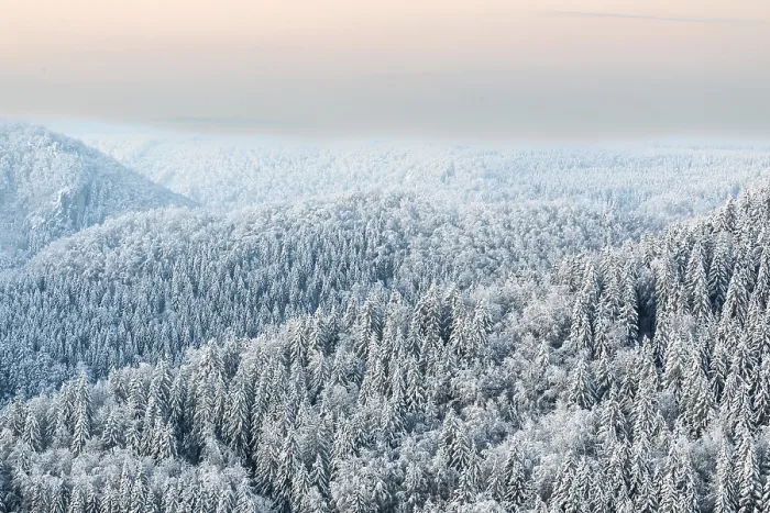 Framed Print : Winter spruce (Picea) (Pinaceae) forest