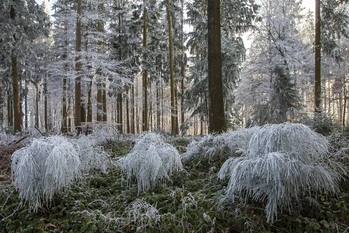 Framed Print : Winter, trees and ground cover with hoarfrost in the forest Framed Print : Winter, trees and ground cover with hoarfrost in the forest