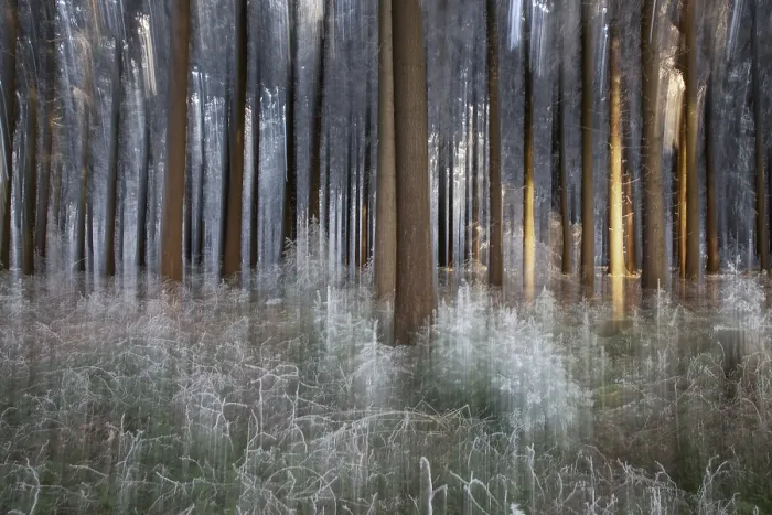 Framed Print : Winter, trees and ground vegetation with hoarfrost in the forest