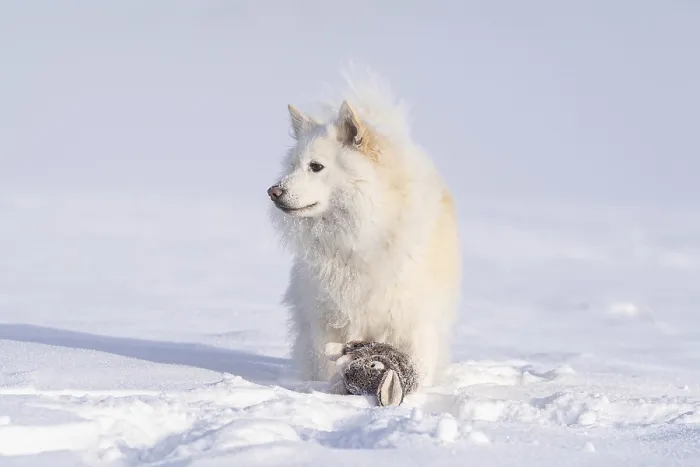 Framed Print : Winter walk with an Icelandic dog