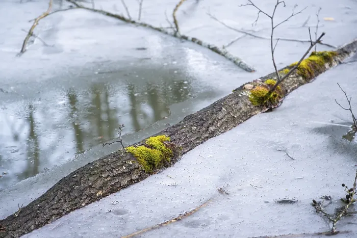 Framed Print : Winterladscape of a swamp with ice