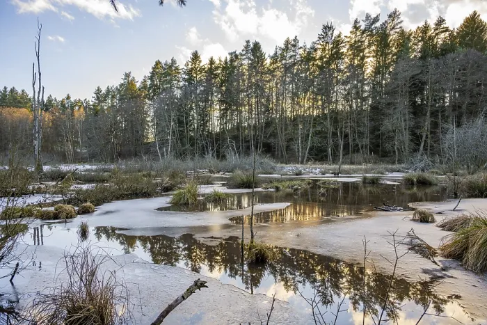 Framed Print : Winterladscape of a swamp with ice