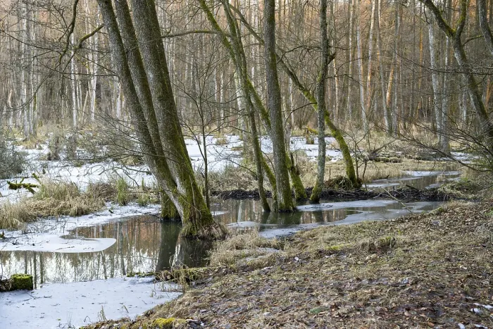 Framed Print : Winterladscape of a swamp with ice