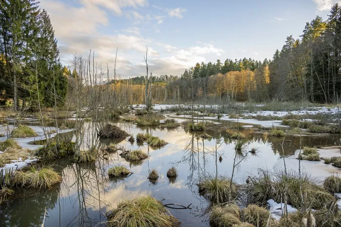 Framed Print : Winterladscape of a swamp with ice