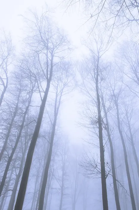 Framed Print : Wintery beech forest in fog, forest