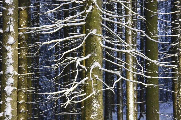 Framed Print : Wintery Forest, Marianske Lazne